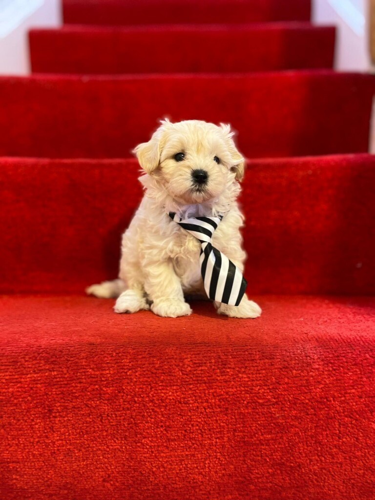 gumtree poodle cross